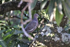 Patagioenas picazuro