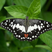 Lime Swallowtail - Photo (c) Denis Makhnovsky, some rights reserved (CC BY-NC), uploaded by Denis Makhnovsky