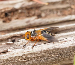 Microtropesa sinuata