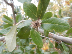 Andricus quercusfoliatus