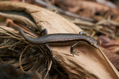 Trachylepis sechellensis