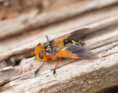 Microtropesa sinuata