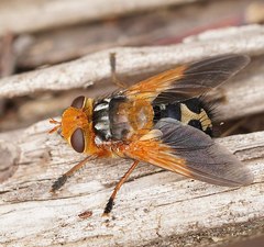 Microtropesa sinuata