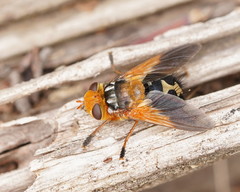 Microtropesa sinuata