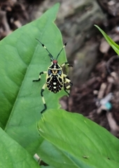Pachylis laticornis