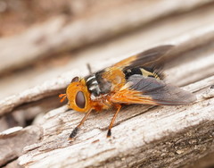 Microtropesa sinuata