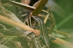 Trachylepis sechellensis