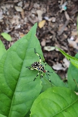 Pachylis laticornis