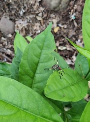 Pachylis laticornis