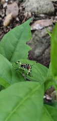Pachylis laticornis