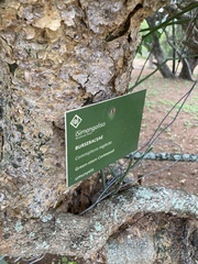 Commiphora neglecta