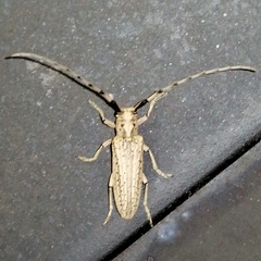 Pseudophaula strigulata