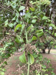 Cocculus hirsutus