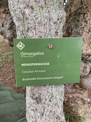Cocculus hirsutus