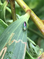 Buprestinae