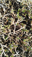 Selaginella dregei
