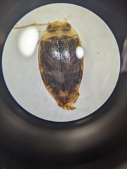 Laccophilus proximus