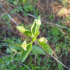 Lippia rehmannii