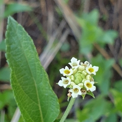 Lippia rehmannii