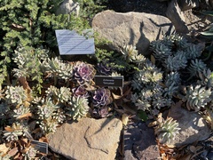 Echeveria crassicaulis