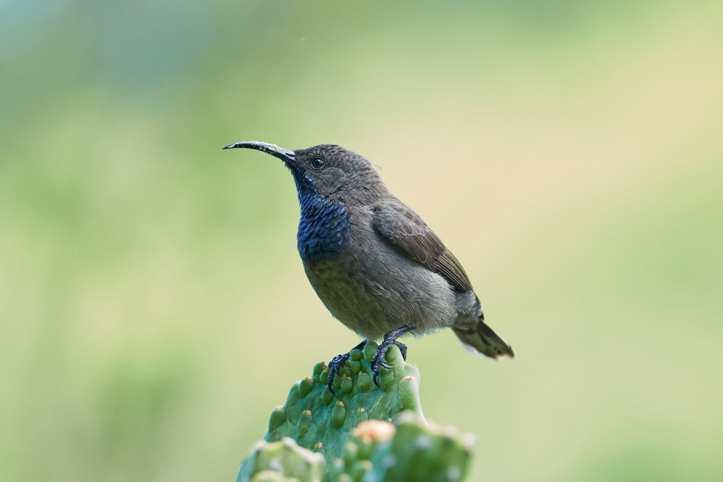 Seychelles Sunbird (Cinnyris dussumieri) photo