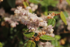 Lasiopetalum oldfieldii