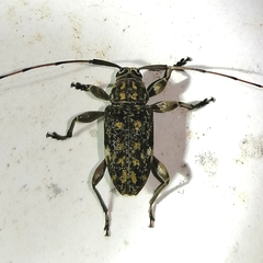 Atrypanius remissus