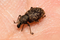 Otiorhynchus singularis