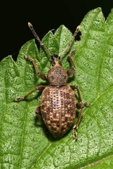 Otiorhynchus singularis