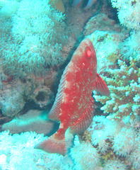 Priacanthidae