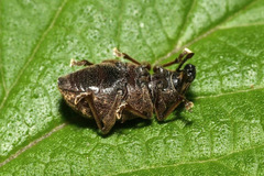 Otiorhynchus singularis