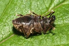 Otiorhynchus singularis