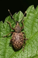 Otiorhynchus singularis