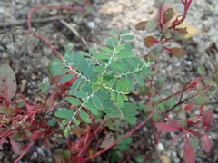 Phyllanthus niruri