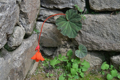 Begonia veitchii