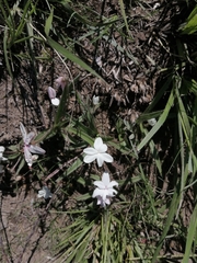 Rhodohypoxis