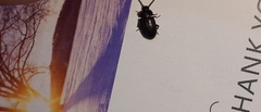 Anaedus