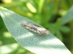 Scrobipalpa instabilella