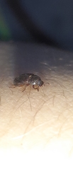 Anaedus