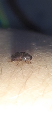 Anaedus
