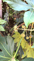 Fatsia japonica