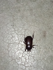 Coleoptera