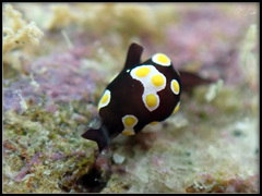 Colpodaspis thompsoni