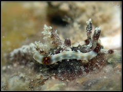 Goniodoris joubini