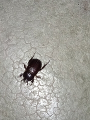 Coleoptera