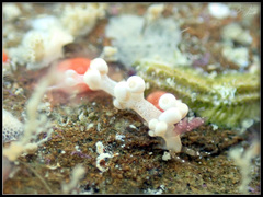 Facelinidae