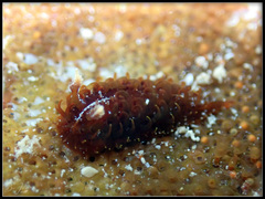 Madrella ferruginosa