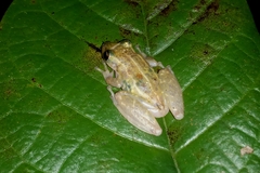 Scinax auratus