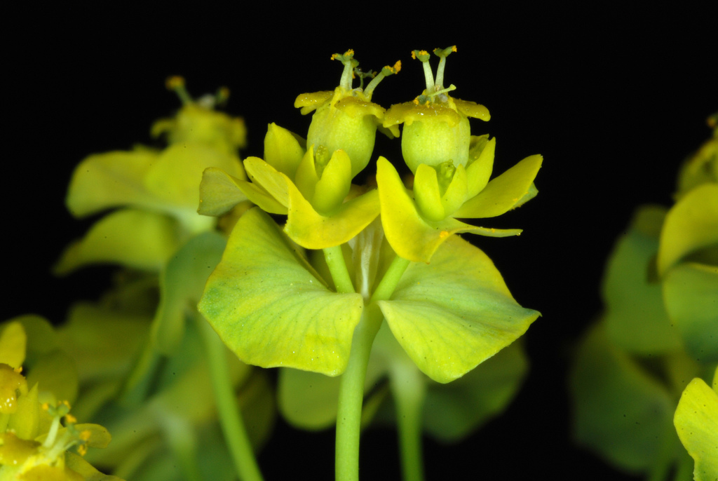 cypress spurge (Invasive Plants of Massachusetts) · iNaturalist