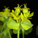 Euphorbia cyparissias - Photo (c) Douglas Goldman,  זכויות יוצרים חלקיות (CC BY-NC), uploaded by Douglas Goldman